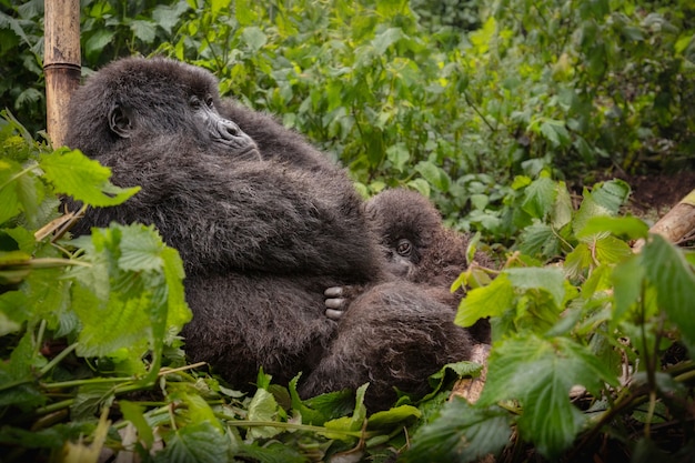 Foto gratuita gorilas de montaña gorilla beringei beringei