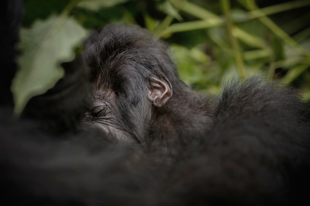 Gorilas de montaña Gorilla beringei beringei