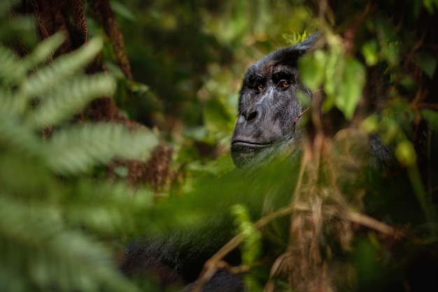 Gorilas de montaña Gorilla beringei beringei