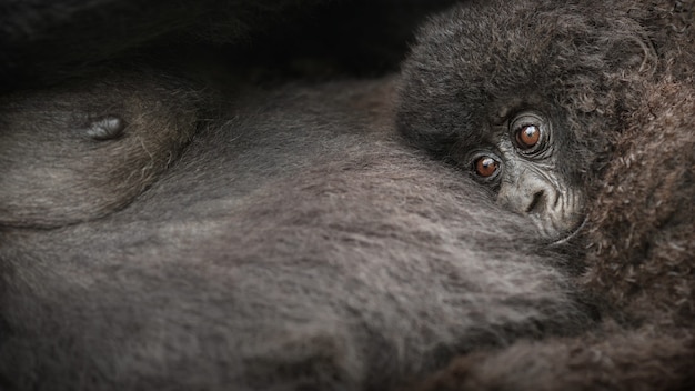 Foto gratuita gorilas de montaña gorilla beringei beringei