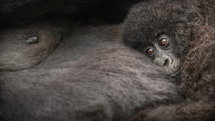 Foto gratuito gorilas de montaña gorilla beringei beringei