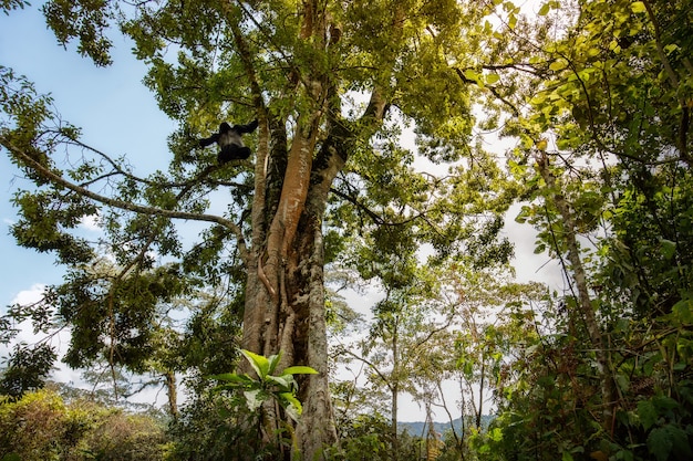 Gorilas de montaña Gorilla beringei beringei