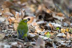 Foto gratuita gorjeo de ojos blancos o pájaro japonés de ojos blancos posado en la rama de un árbol