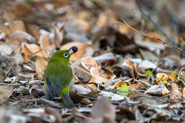 Gorjeo de ojos blancos o pájaro japonés de ojos blancos posado en la rama de un árbol