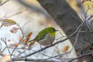 Foto gratuita gorjeo de ojos blancos o pájaro japonés de ojos blancos posado en la rama de un árbol