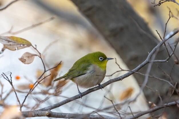 Gorjeo de ojos blancos o pájaro japonés de ojos blancos posado en la rama de un árbol