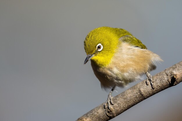 Gorjeo de ojos blancos o pájaro japonés de ojos blancos posado en la rama de un árbol