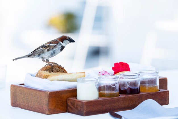 Gorrión sobre la mesa en el desayuno