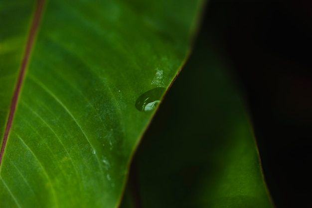 Gota de agua en la hoja