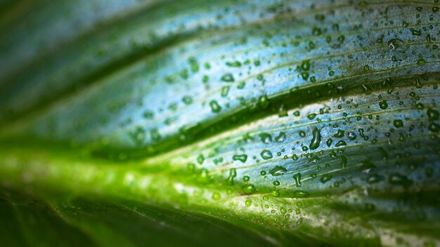 Gota de agua macro en la hoja de la planta desenfocada