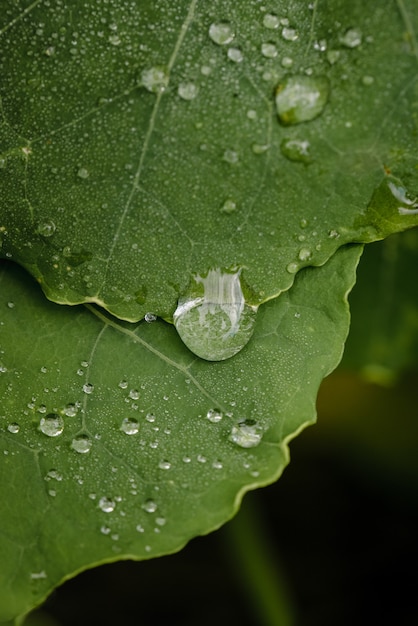 Gota de agua sobre la hoja verde