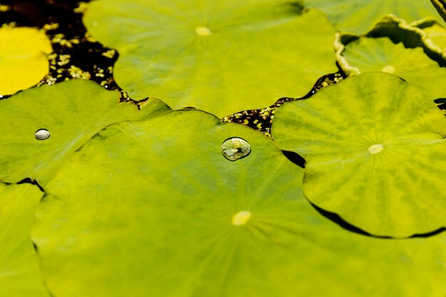 Gota de agua sobre la superficie de las hojas de loto