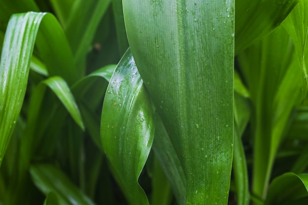 Gota de agua sobre superficie de hojas verdes mojadas