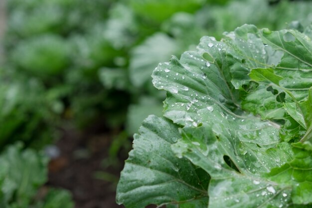 Gota de agua en las verduras