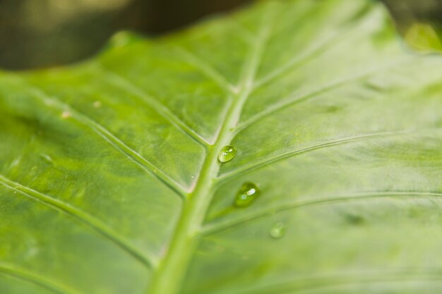 Gotas de agua dulce en la superficie de la hoja verde