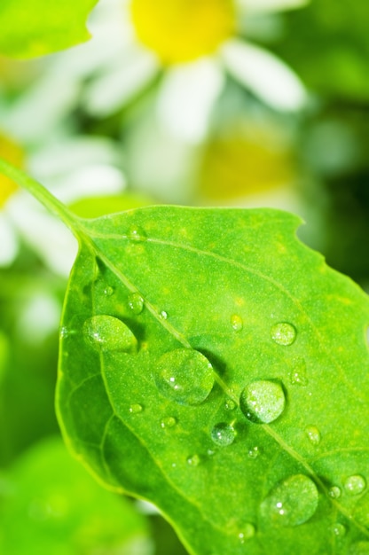 Gotas de agua en una hoja