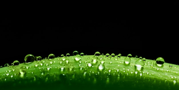 Gotas de agua en una hoja