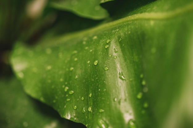 Foto gratuita gotas de agua en hoja