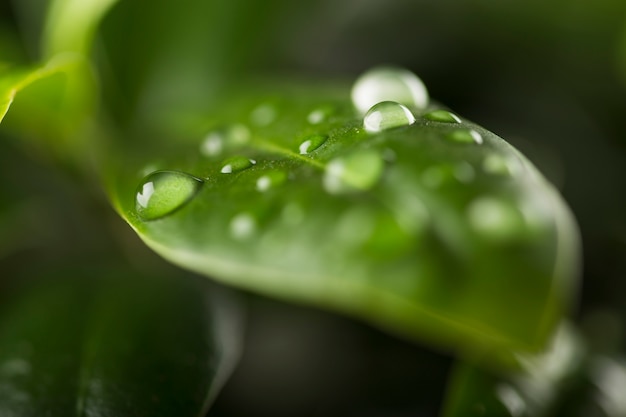 Gotas de agua en hoja