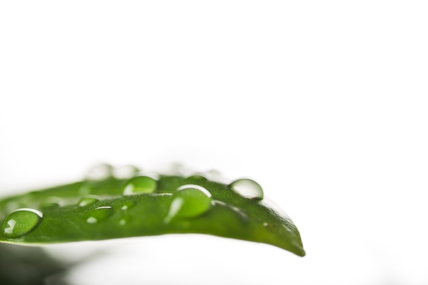 Gotas de agua en hoja