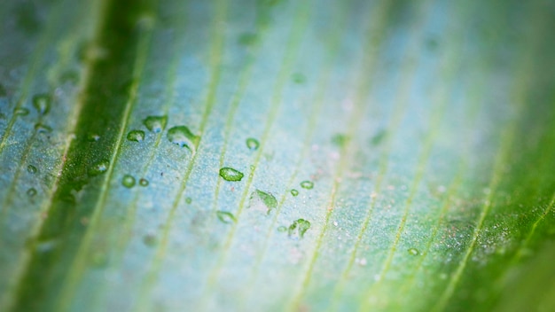 Gotas de agua macro sobre la superficie de la hoja de la planta