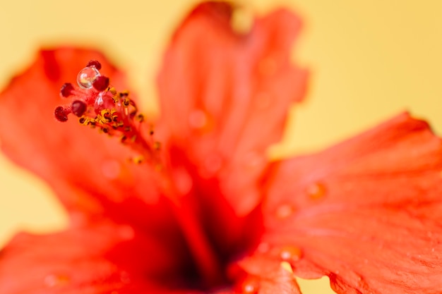 Gotas de agua en pistilos de flores