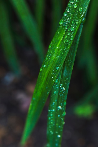 Gotas de agua de primer plano sobre hierba