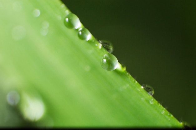 Gotas de agua sobre una brizna