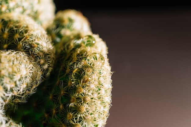 Gotas de agua sobre el cactus