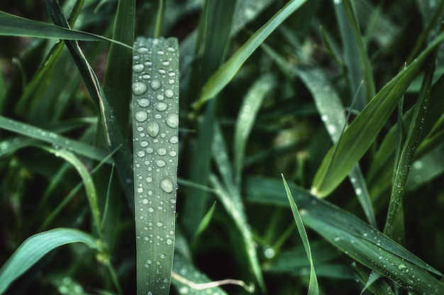 Foto gratuita gotas de agua sobre la hierba verde