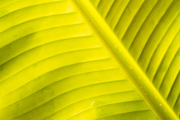 Gotas de agua sobre hoja de plátano verde