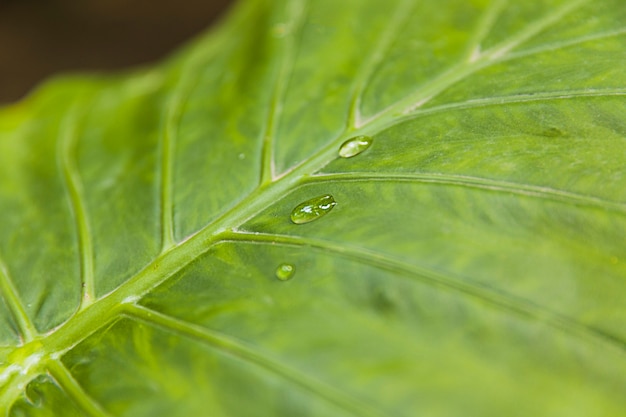 Foto gratuita gotas de agua sobre la hoja verde