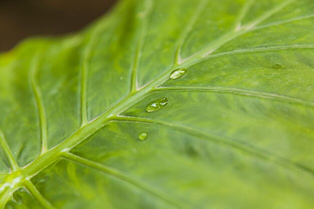 Gotas de agua sobre la hoja verde