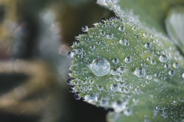 Gotas de agua sobre la hoja verde