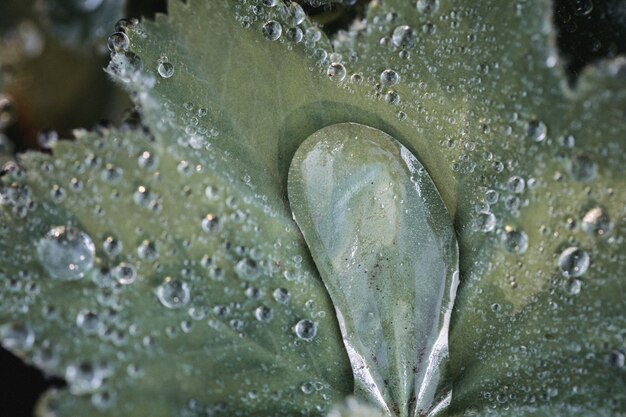 Gotas de agua sobre la hoja verde