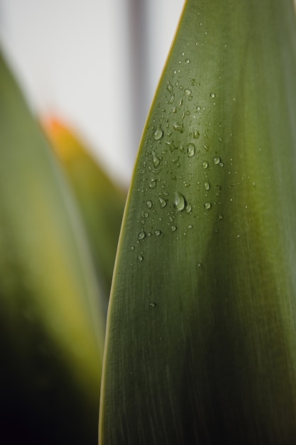 Gotas de agua sobre la hoja verde