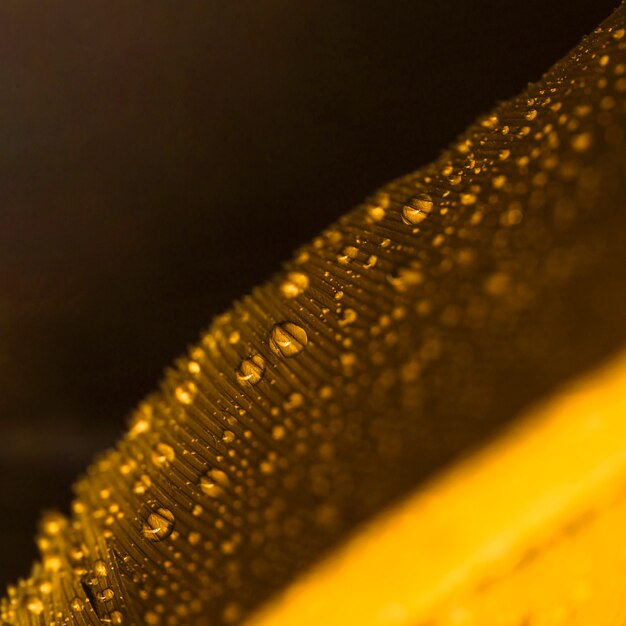 Gotas de agua sobre la pluma borrosa dorada sobre fondo negro