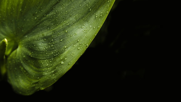 Gotas de agua sobre la superficie verde de la hoja sobre fondo negro