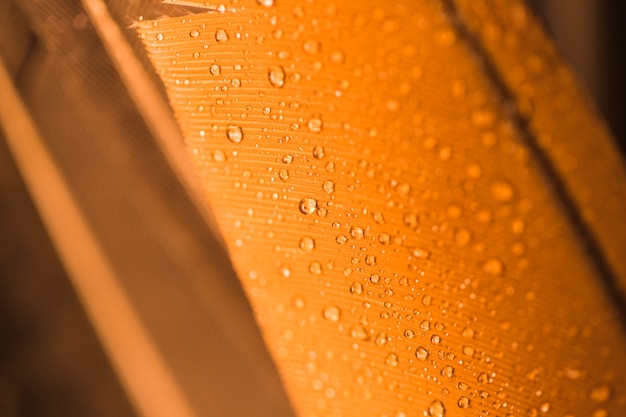 Gotas de agua en la superficie dorada con textura de fondo