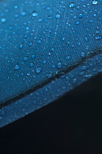 Gotas de agua transparente fresca en la pluma azul sobre fondo negro