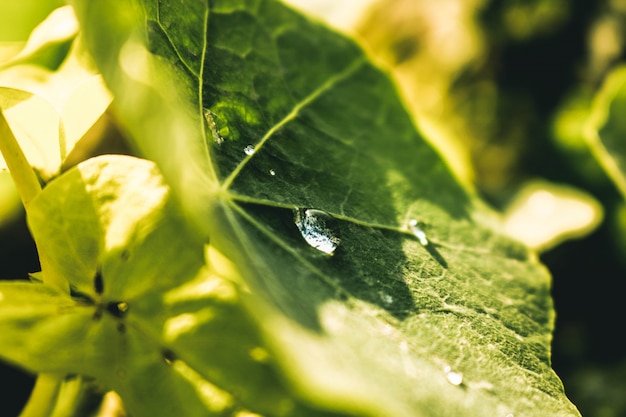 Gotas en una hoja