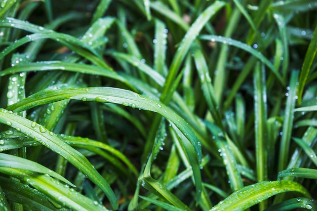 Gotas de lluvia en la hierba del jardín