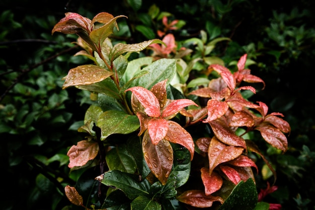 Gotas de lluvia sobre hermosas hojas tropicales