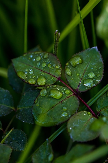 Gotas de rocío en las hojas