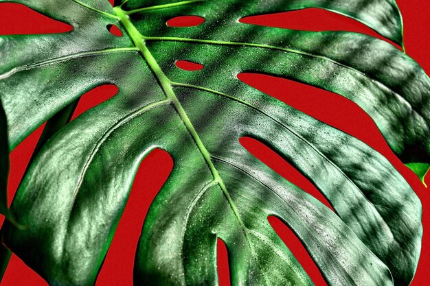 Gotas de rocío de primer plano de la hoja de Monstera en las rayas de la luz del sol de la hoja sombras de las persianas enfoque selectivo fondo rojo Idea de fondo o papel tapiz