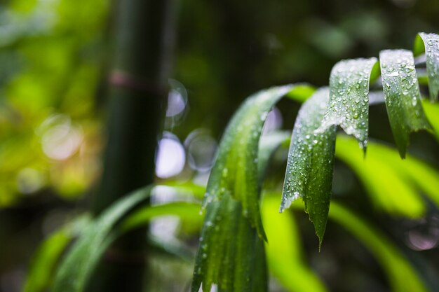 Gotas de rocío sobre las hojas de la planta verde