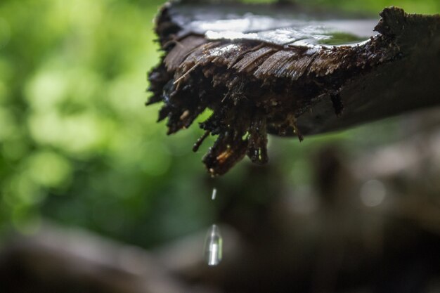 Goteando agua