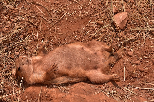 Foto gratuita gracioso perrito de las praderas de cola negra sobre su espalda