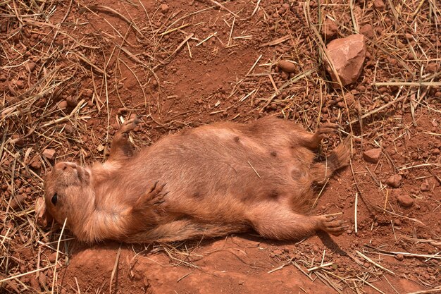 Gracioso perrito de las praderas de cola negra sobre su espalda