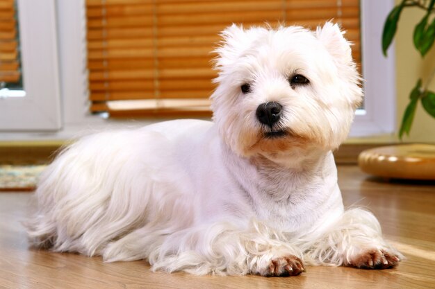 Gracioso perro blanco en casa